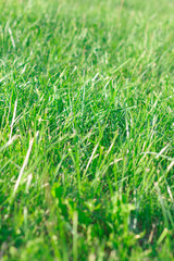 background lot of beautiful green grass