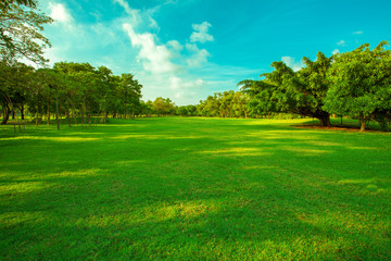 Fototapeta na wymiar beautiful green grass field and fresh plant in vibrant meadow ag