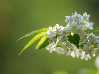日本の初夏の森の姫空木