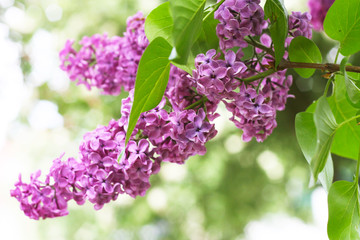 Fliederblüte im Wonnemonat Mai - Frühlingsbeginn mit purpel blühendem Flieder (Syringa) 