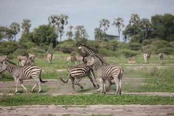 Obraz premium Zebra Botswana Africa savannah wild animal picture