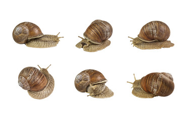 A collage of snails in different poses on white background isolated