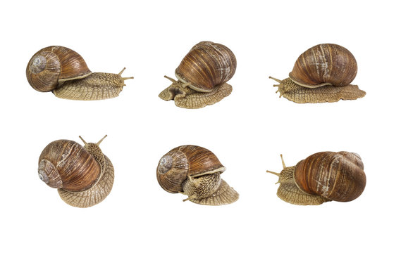 A collage of snails in different poses on white background isolated