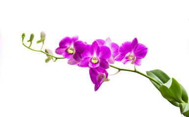 Bright purple orchid