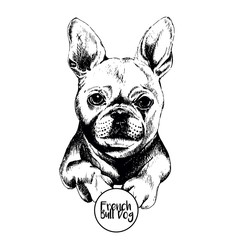 Vector close up portrait of french bulldog. Hand drawn domestic pet dog illustration. Isolated on  white background.