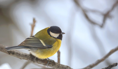 great tit on brunch