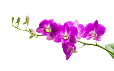 Bright purple orchid