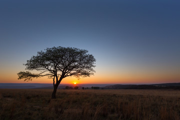 Fototapeta na wymiar Lone tree at sunrise