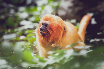 Tamarin lion à tête dorée