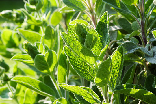 Salbei, kitchen sage