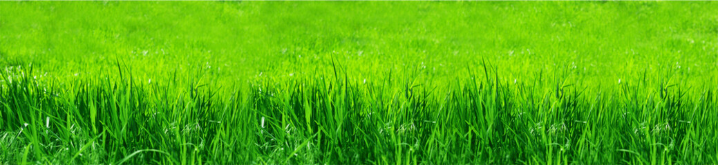 Fototapeta na wymiar Abstract natural backgrounds grass