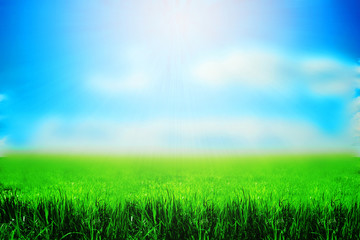 Fototapeta na wymiar Spring or summer season abstract nature background with grass an