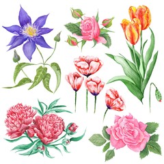 Watercolor Botanical Illustrations of Summer Flowers