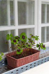 Pots with plants at the window