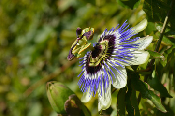 Impressive blue flower of Passiflora caerulea, the blue passionflower, a woody vine