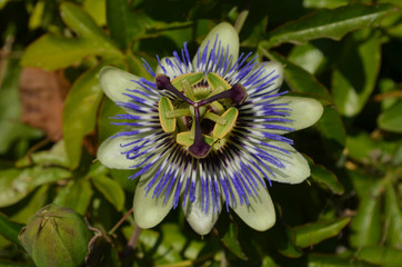 Impressive blue flower of Passiflora caerulea, the blue passionflower, a woody vine