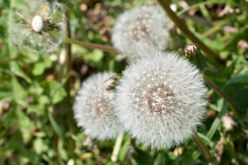 white fluffy dandelions