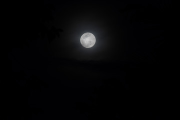 Obraz premium full moon night sky over spruce tree forest in Thailand.(Selecti