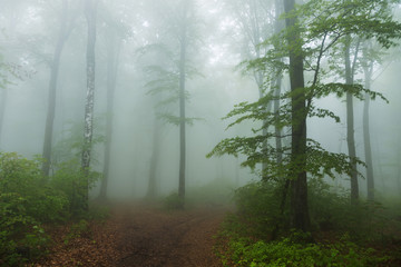 Calm foggy forest
