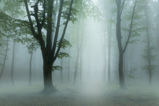 Fototapeta Heavy low fog into the forest. Light from above