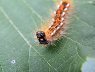 caterpillar macro closeup on green hazelnut leaf