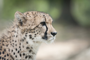 Portrait de guépard
