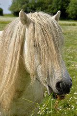 Obraz premium poney en pâture