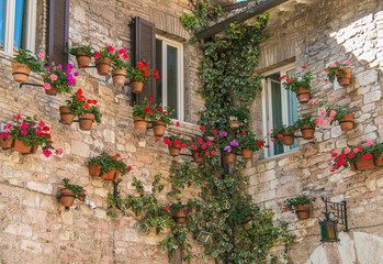 The wall of an old house with flowering