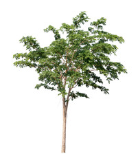 Isolated tree on white background