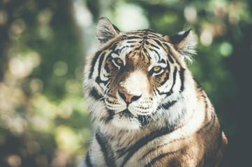 Portrait de tigre