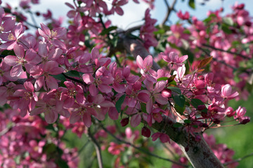 Fototapeta premium The May blooming apple tree in the city park
