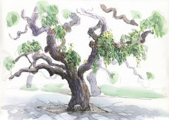 a tree,  watercolor