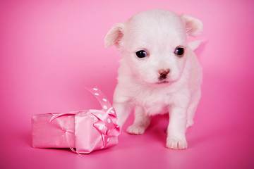 Fototapeta na wymiar Cute white chihuahua puppy dog on a pink background