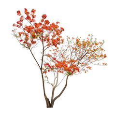 Isolated Flame tree on white background