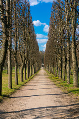 avenue of trees in the park