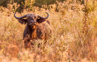 Wild African Cape buffalo in the long grass