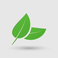 leaf vector icon