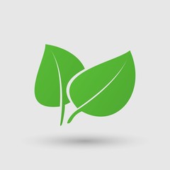 leaf vector icon