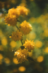 Yellow flowers in spring, close up.