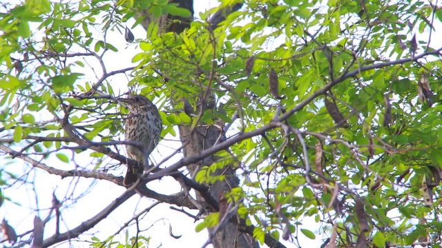 Song Thrush, live sound