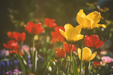 Tulips in a beautiful garden