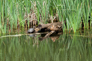 turtle duck  water