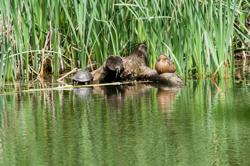 turtle duck  water