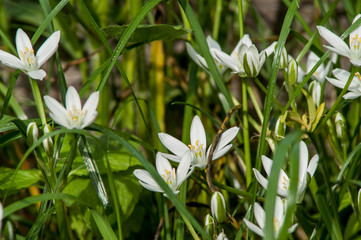 white flower spring
