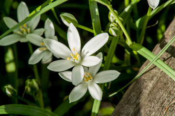 white flower spring