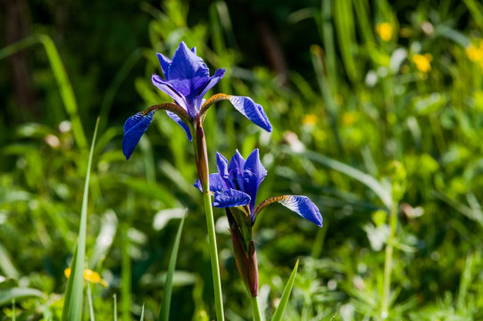 Field wild iris