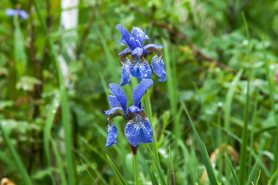 Blue Iris Flower