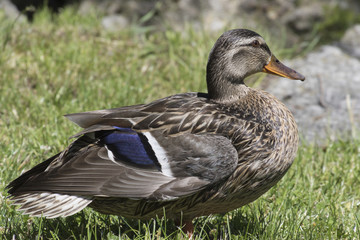 duck on meadow
