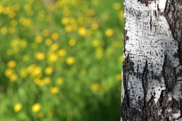 White birch tree trunk and greens in the May grove