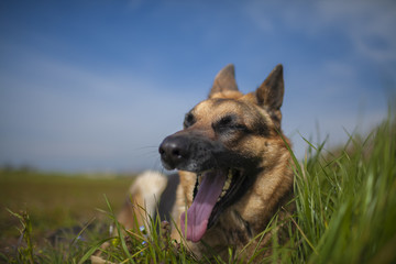 German shepherd portrait outdoor.

